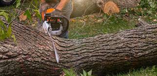 Best Lawn Disease Treatment  in Rancho Mission Viejo, CA