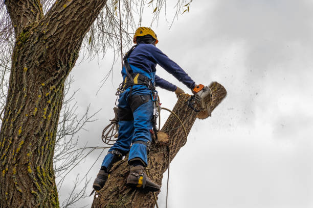 Best Tree Maintenance Programs  in Rancho Mission Viejo, CA